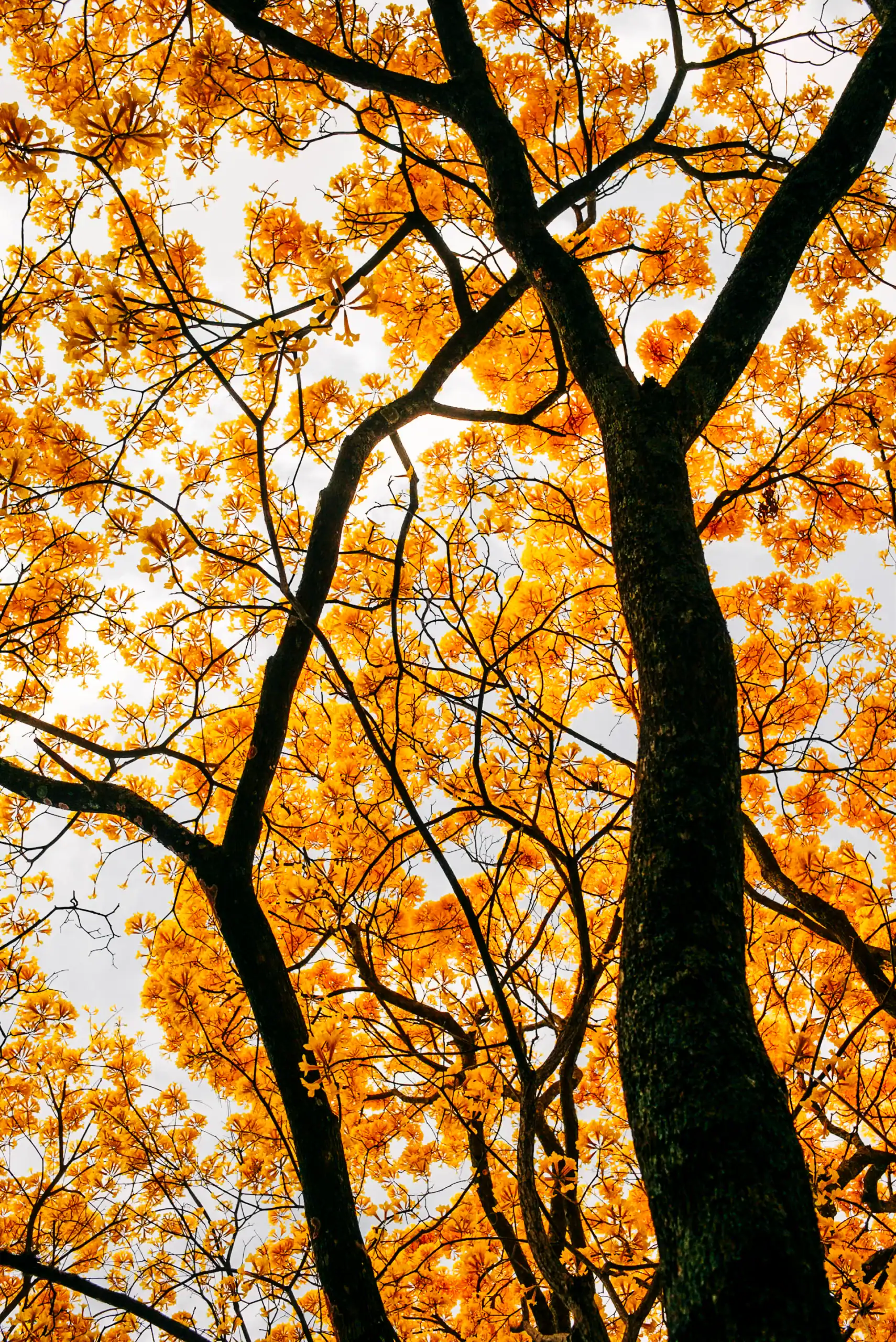 weddings costa rica under a cortez amarillo tree