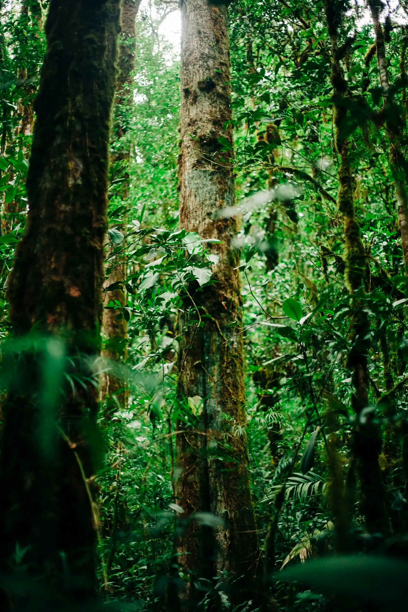 weddings costa rica at a forest with trees and plants