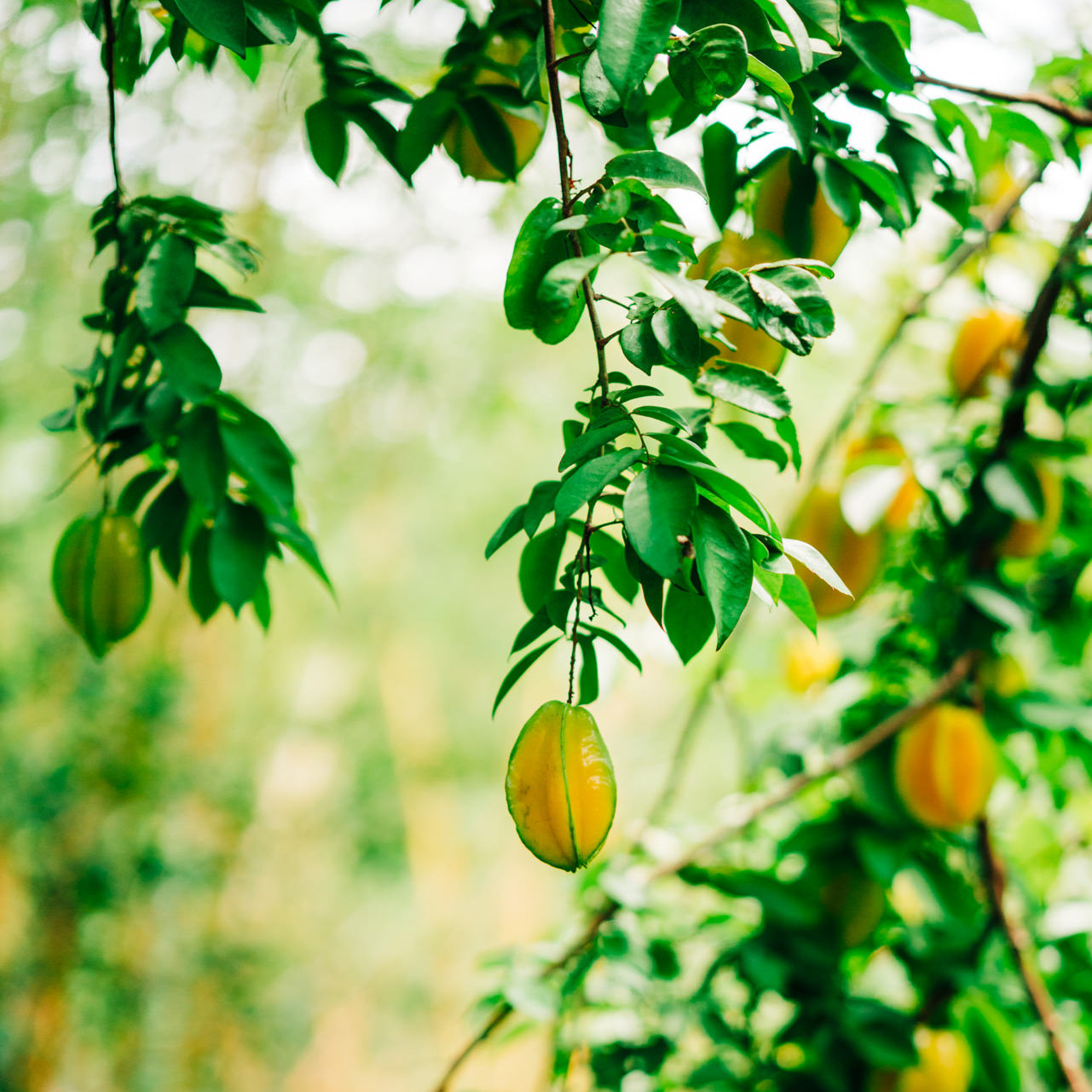 costa rica wellness wedding