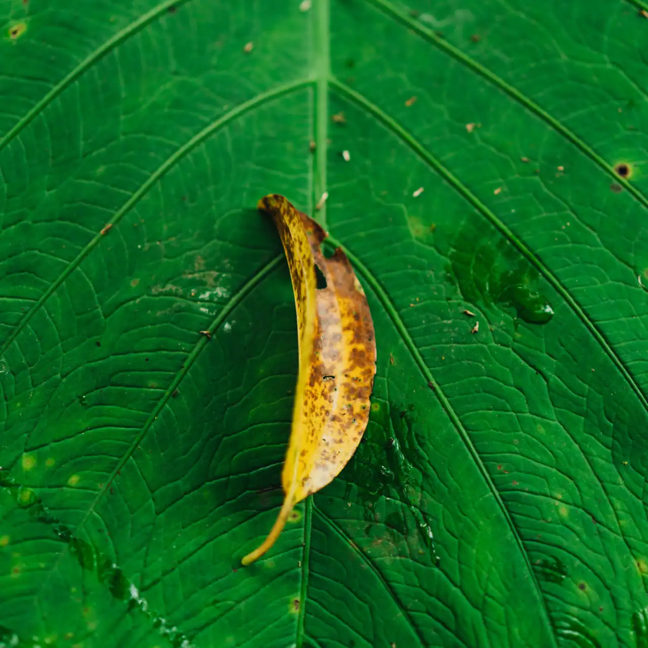 costa rica wedding venues