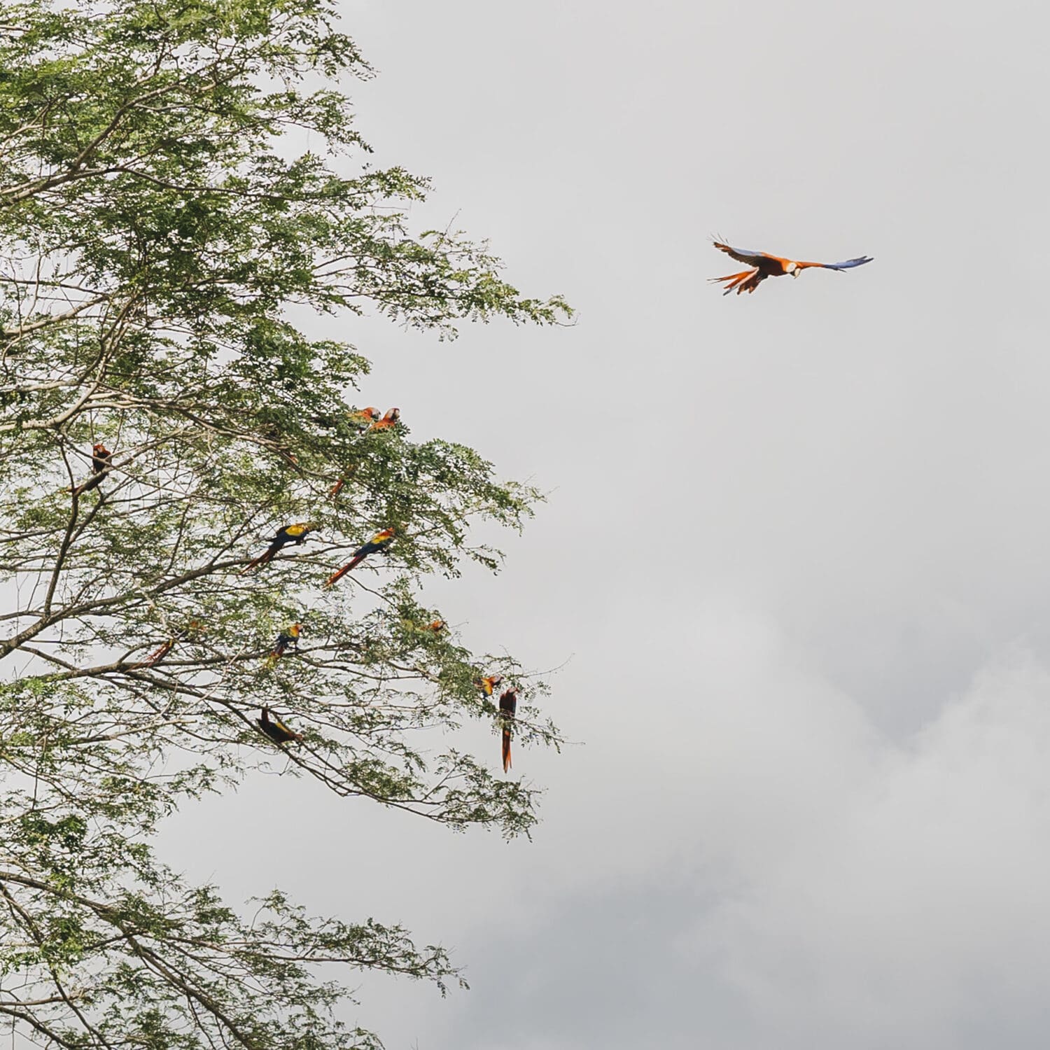 Scarlet macaws flying through trees in Papagayo Costa Rica