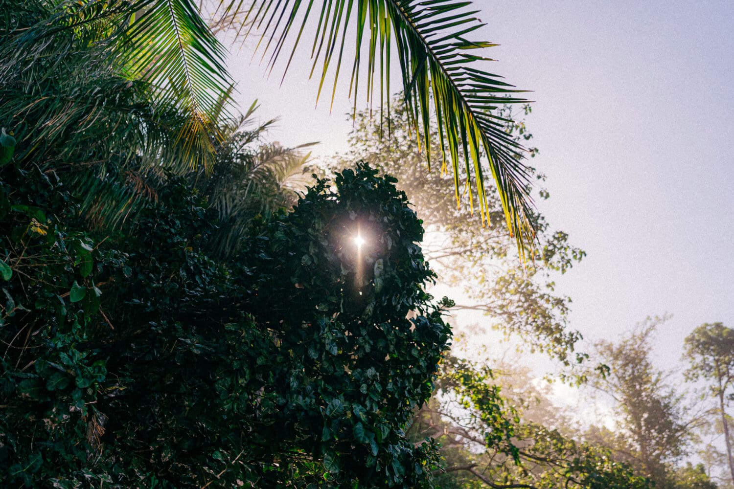 Osa Peninsula elopement la jungla del jaguar